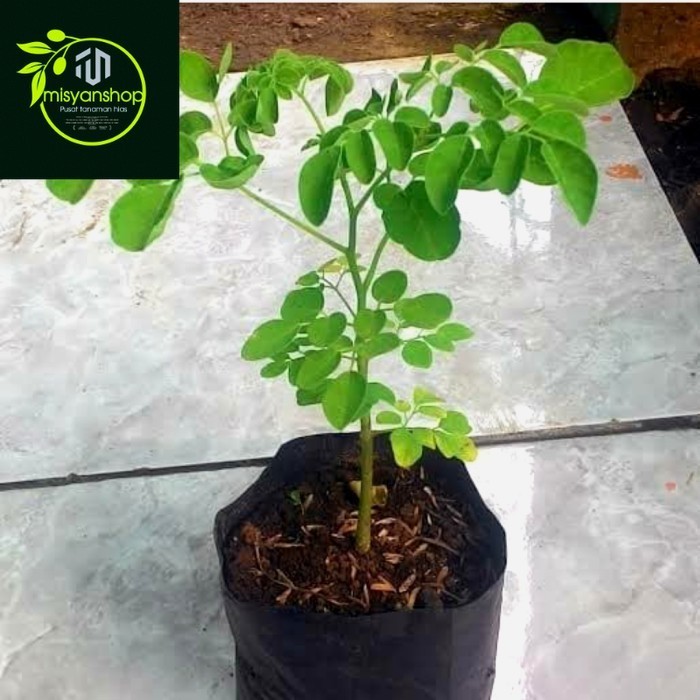 bibit tanaman pohon kelor  termurah Tanaman hias hidup