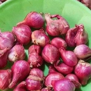 

TERMURAH bawang merah organik berkualitas super 500 gr / bawang merah super istimewa 500gr kering