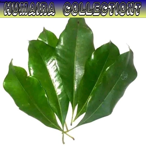 

Daun cengkeh segar 100gr kualitas super pilihan