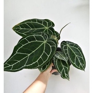 Anthurium crystallinum / Pohon kuping gajah - tanaman hias kuping gajah -Tanaman hidup bunga hias hi