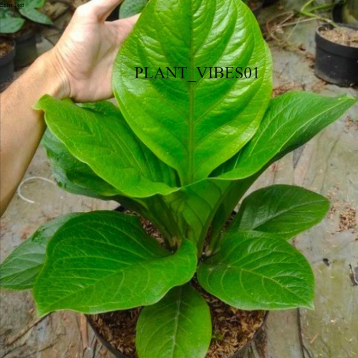 Tanaman hias anthurium jemani cobra katalog - Jemani kobra katalog