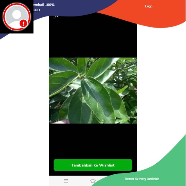 

Daun Cincau Hijau Fresh Terlaris