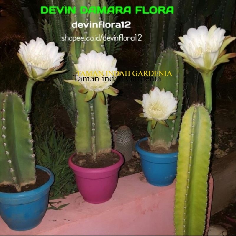 tanaman hias kaktus koboy ukuran 30-45cm / kaktus belimbing / kaktus berbunga / tanaman hias kaktus