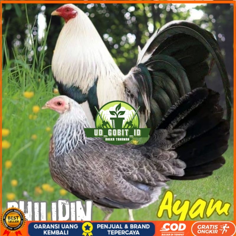 

telur ayam philipin import AK47 bisa untuk di tetaskan UD_GOBIT_ID