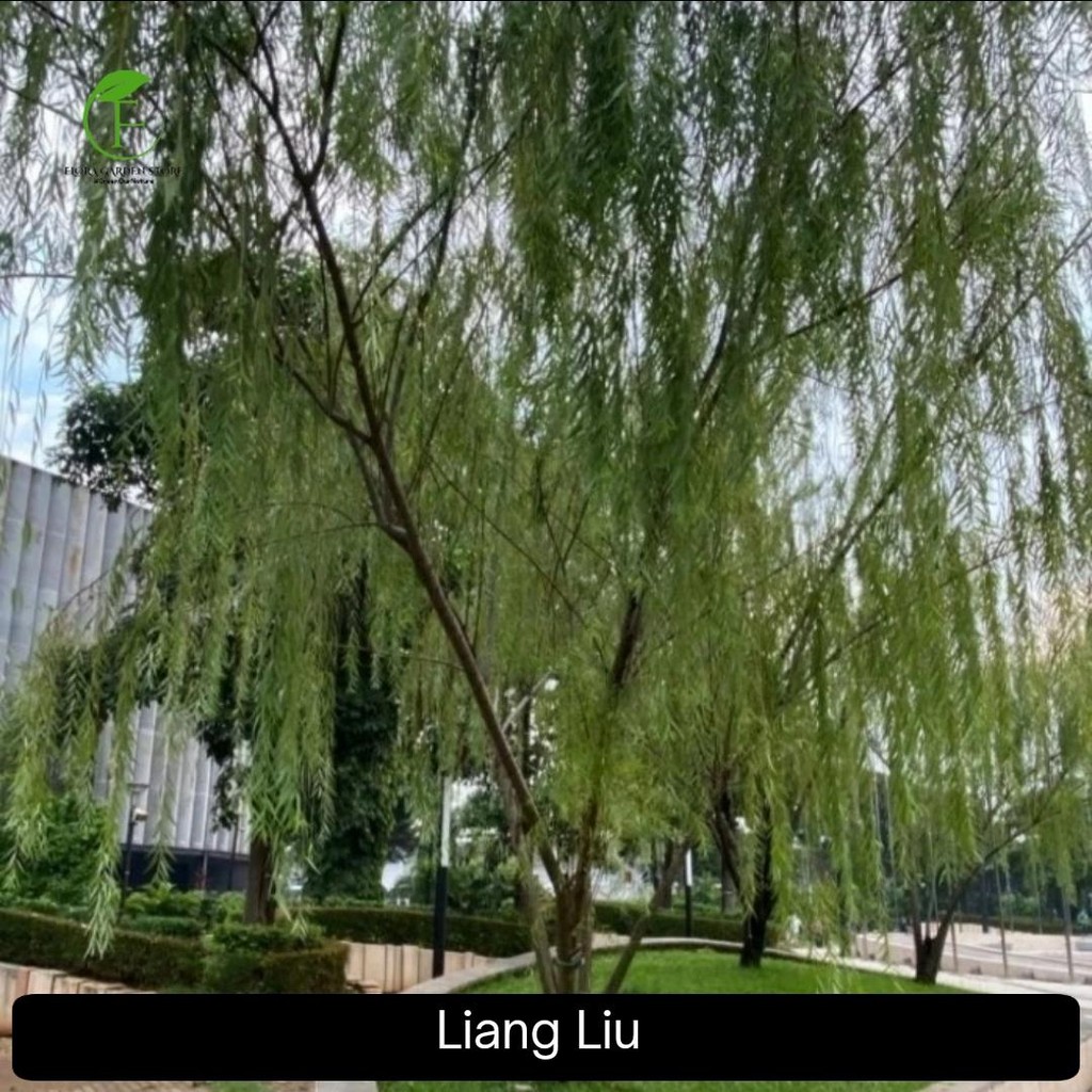 Pohon Liang Liu Tinggi 2 Meter - Pohon Liang Liu