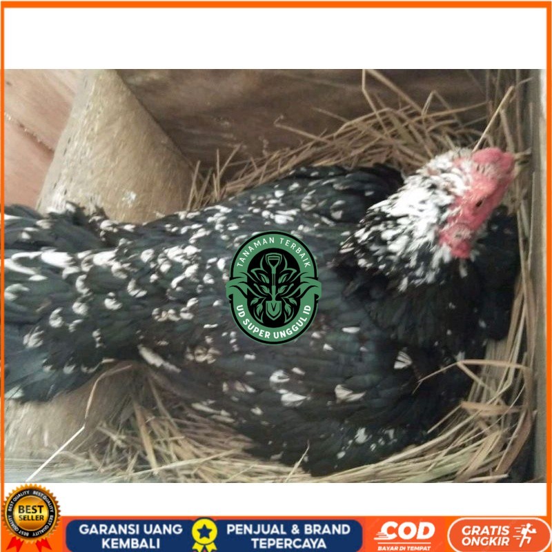 

telur Ayam Bangkok Clasik ekor lidi Fertil terlaris UD_SUPER_UNGGUL_ID