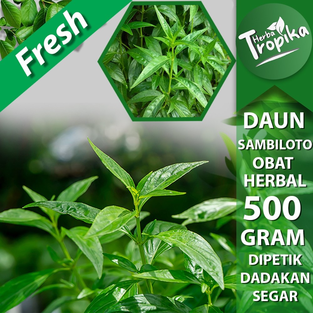 

Daun Sambiloto segar 500 gram herbal alami toko herba tropika
