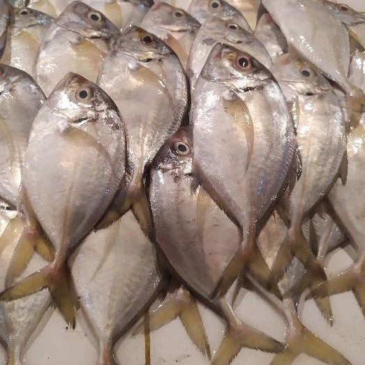 

Ikan Kuwe Frozen Fresh / Ikan Kuwe Frozen Fresh