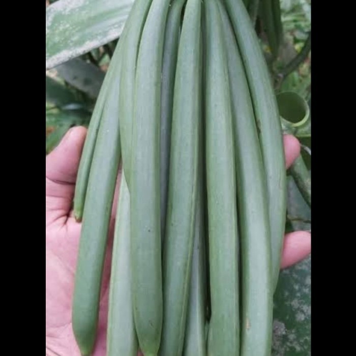 1kg Buah Vanilla Vanili Segar Panili Basah Masih Fresh Baru Petik