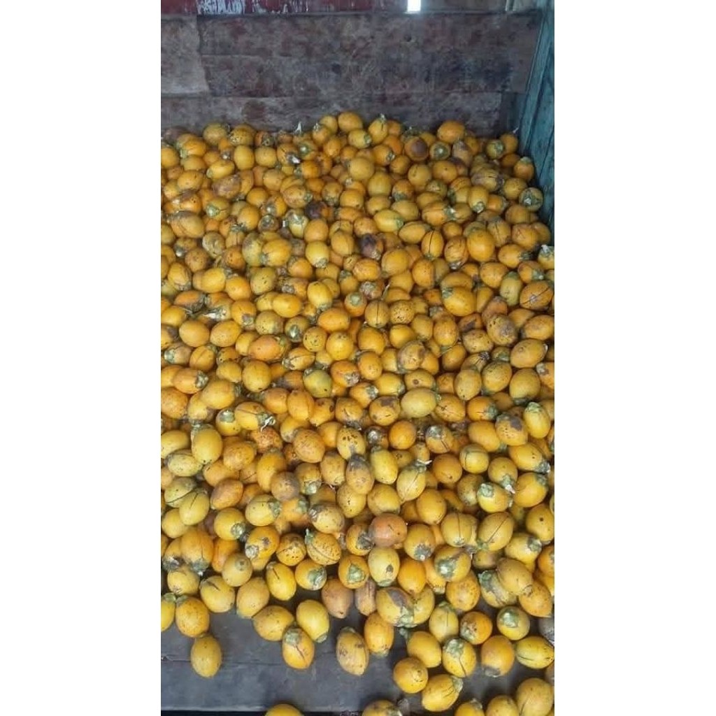

MC-19 BUAH PINANG TUA KUNING jambe Wangi 1 KG
