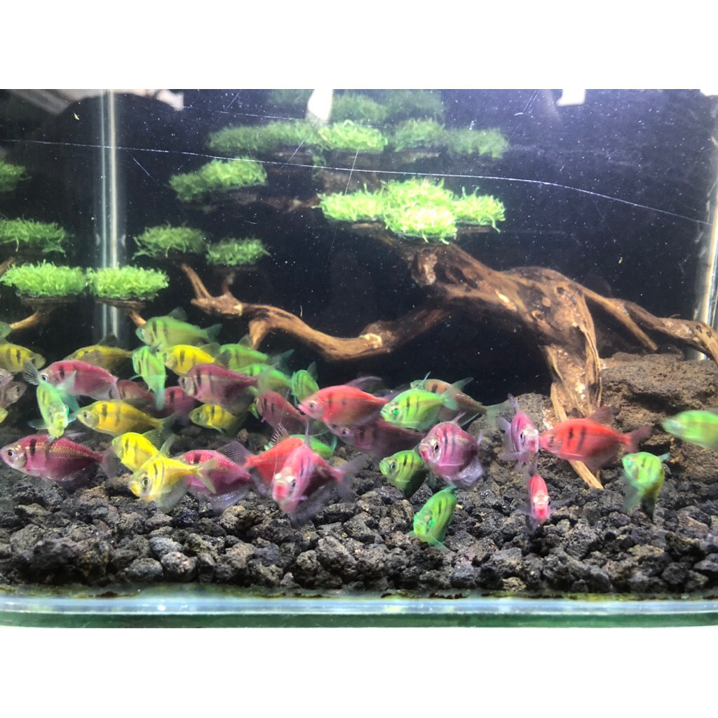 hobi (1) PAKET TETRA GLOFISH TIGER 10EKOR BONUS 1EKOR GARANSI 100%