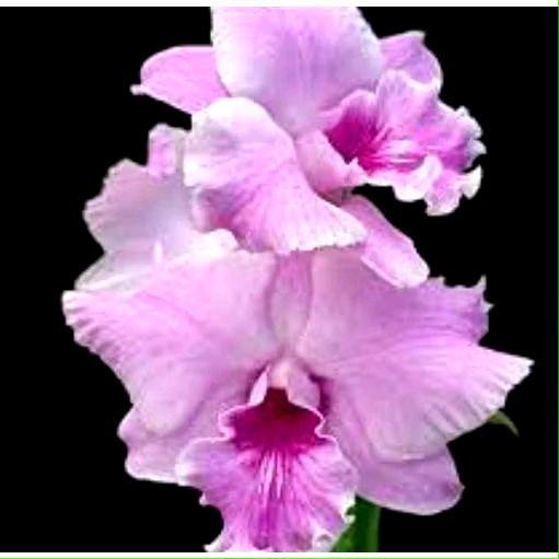 Anggrek Dendrobium Pink Kanjana Dewasa