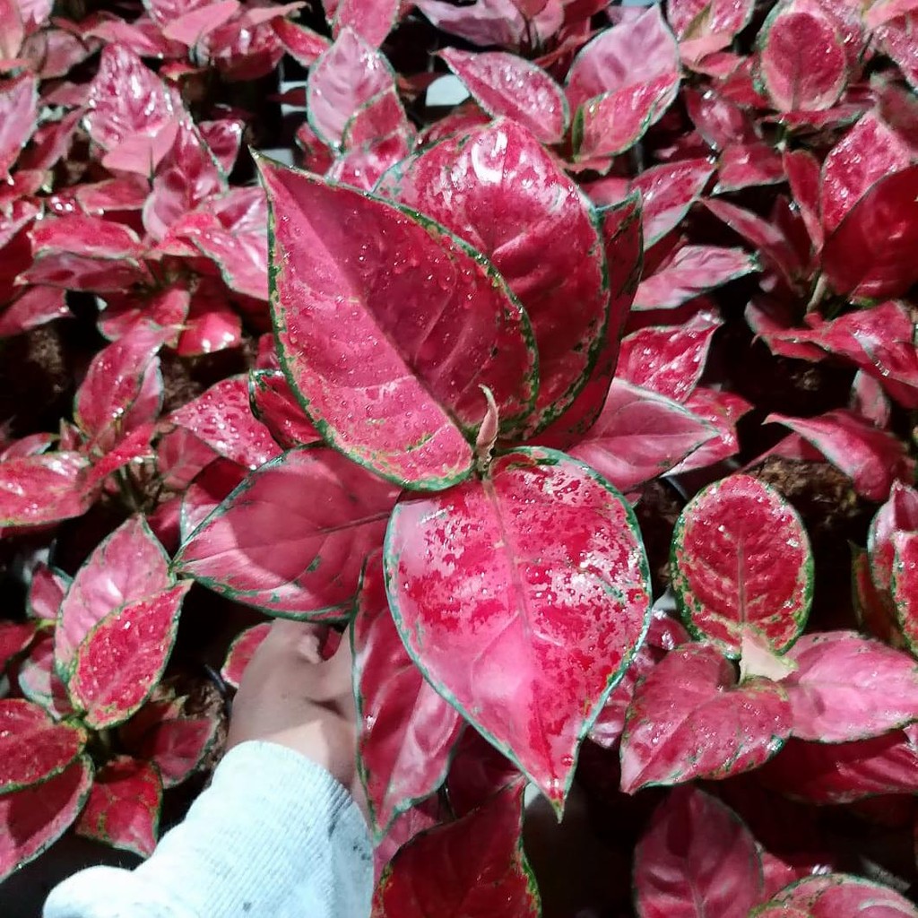 Tanaman hias Aglonema Red Anjamani - Aglonema red Anjamani