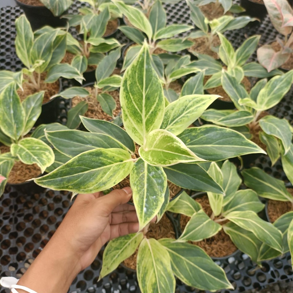 Tanaman hias aglonema lipstik white - aglonema lipstik putih