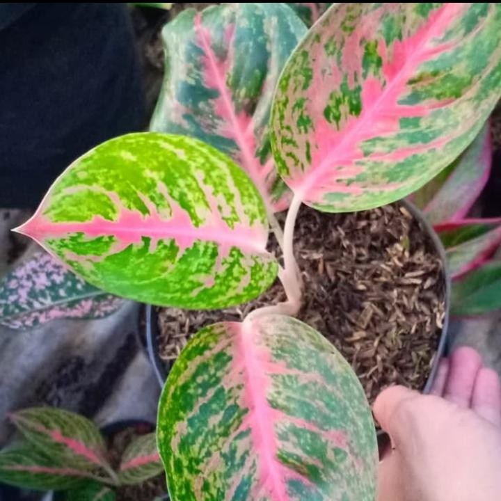 Tanaman hias aglonema big papa - tanaman hias aglonema -bunga Aglonema