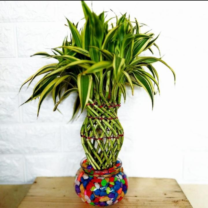 Tanaman hias bambu hoki - bambu hoki tanaman