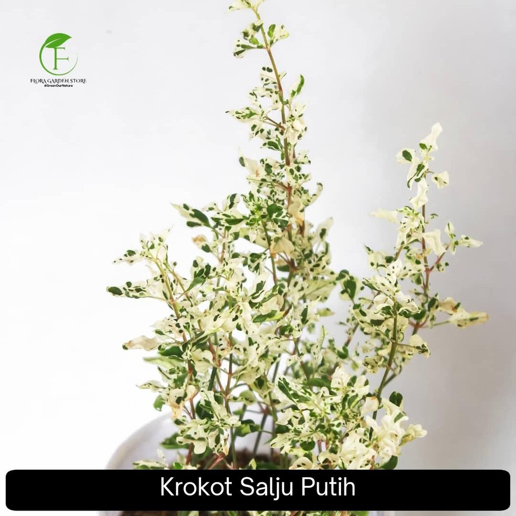 Tanaman Hias Pohon Krokot Salju Putih - Pohon Kerokot Salju
