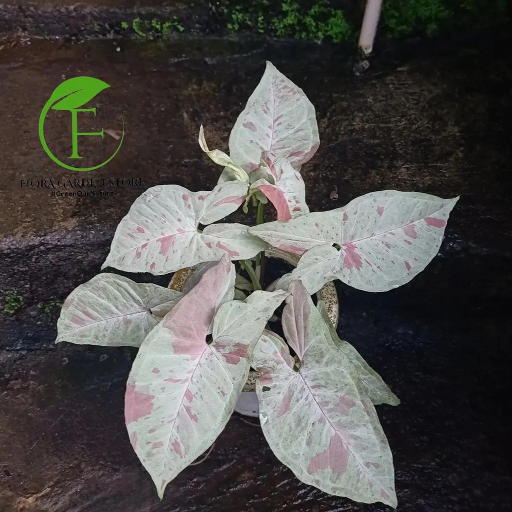 Tanaman Hias Syngonium Milk Confetti - Pohon Syngonium Confetti