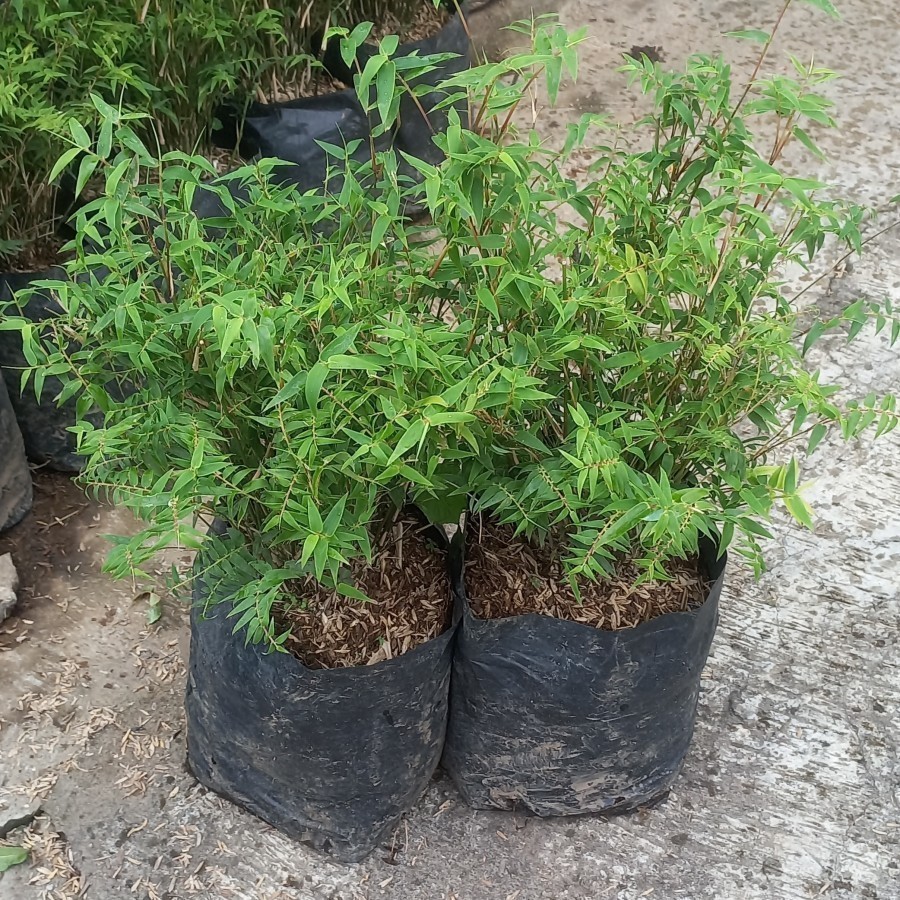 Tanaman Hias Bambu Mini - Bambu Jepang