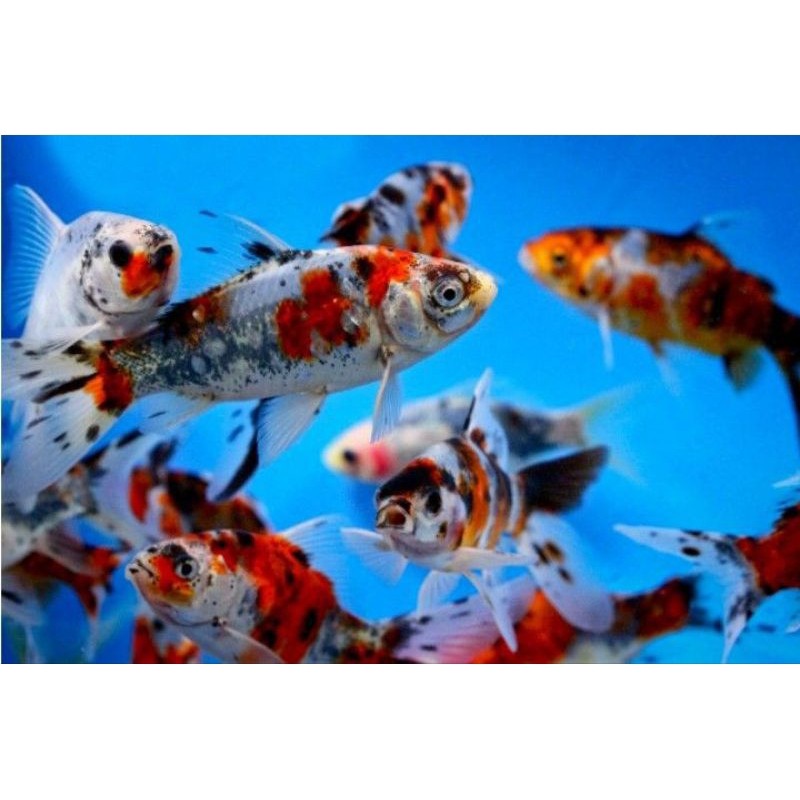 Hiasan komet pancawarna size 6-8cm paket hemat isi 4