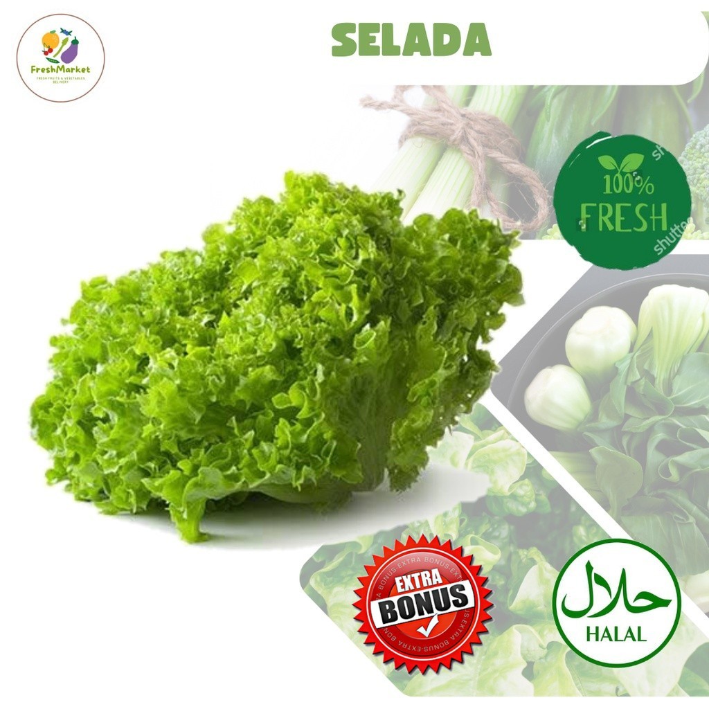 

Selada Sayuran Segar 1 Ikat Sayurinstant