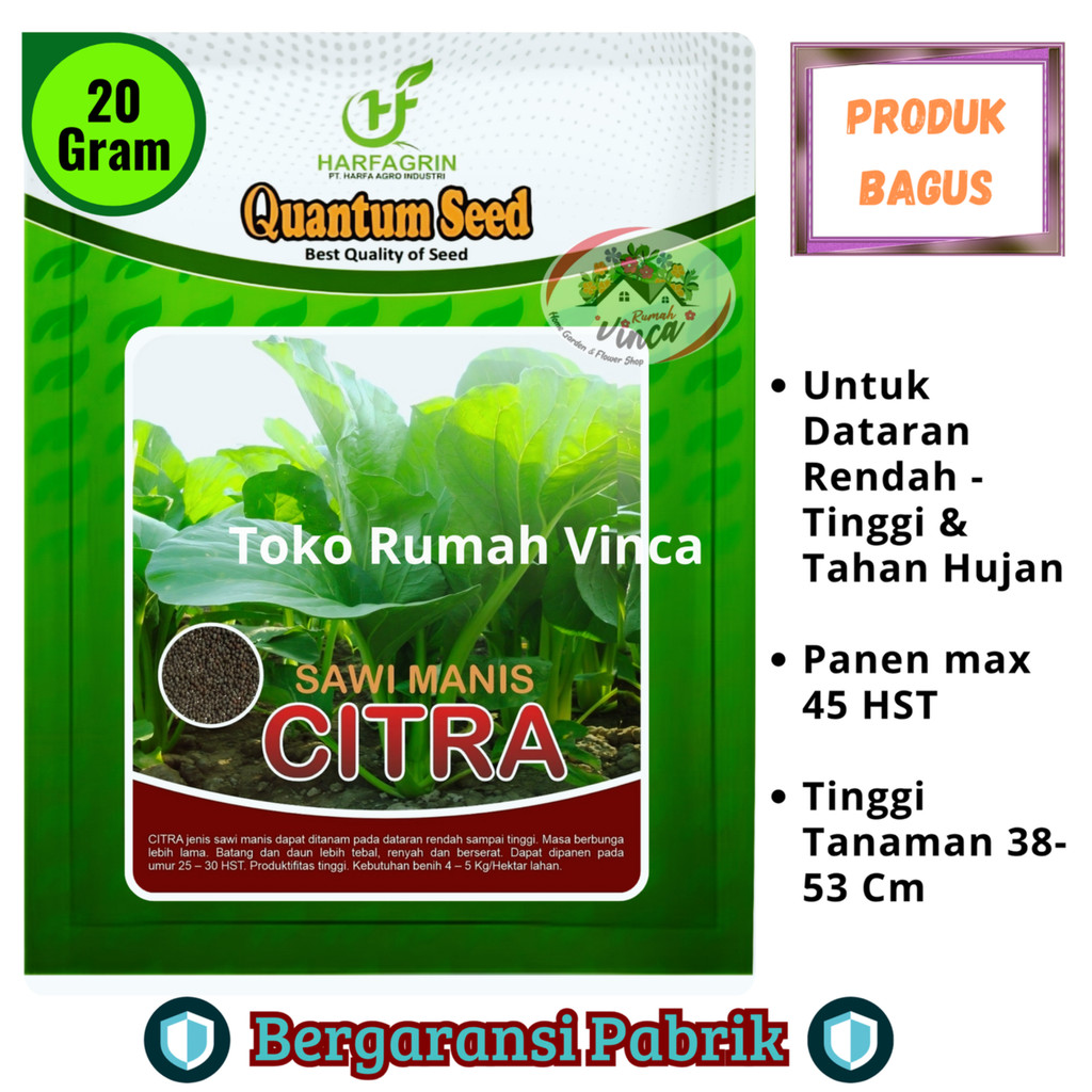 Benih Bibit Sawi Manis Bangkok Jumbo CITRA Cap Quantum Seed Caisim Hijau