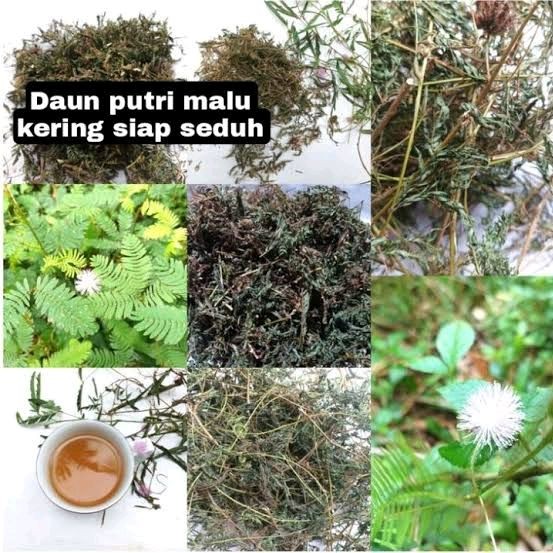 

100g Daun Putri Malu Kering Murni Tanpa Campuran