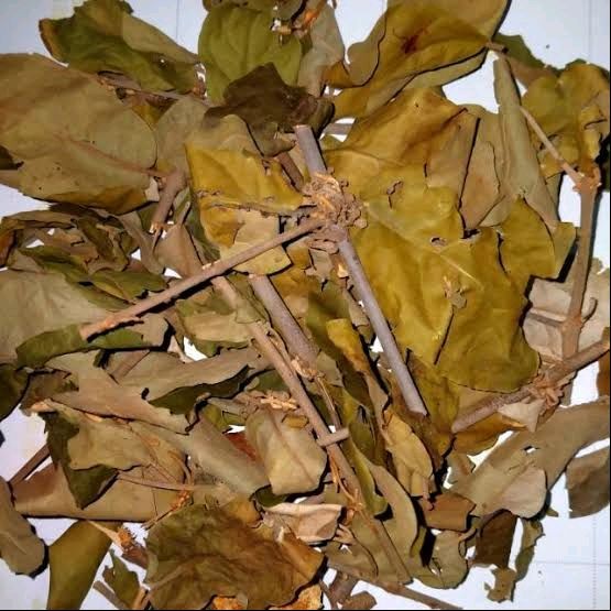 

Benalu Jeruk Asli Kering 500gr Herbal Tea