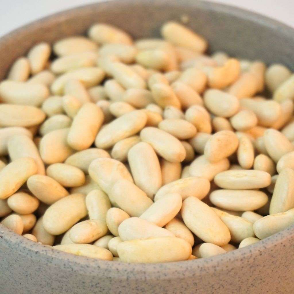 

Kacang Fasulya Putih – Kacang Putih Premium Siap Olah, Tinggi Nutrisi From Kamal Indo