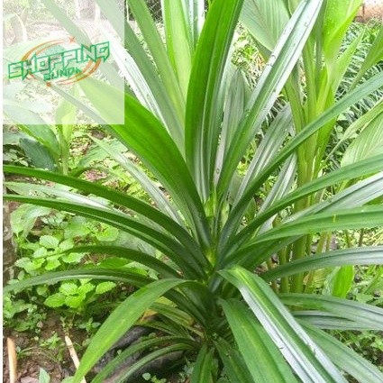 

DAUN PANDAN SEGAR FRESH DI PETIK LANGSUNG