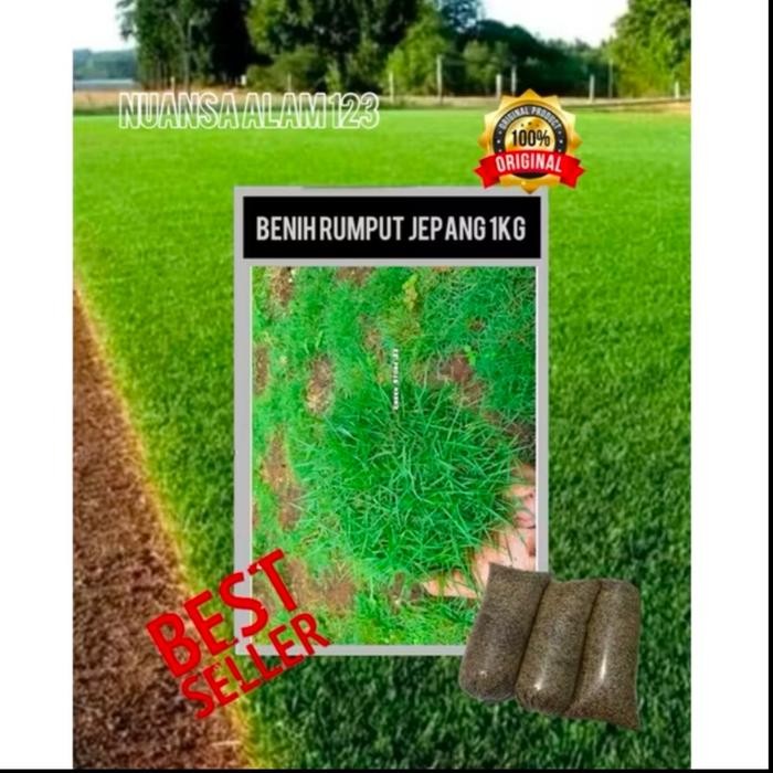 1kg benih rumput jepang/rumput taman -rumput hidup