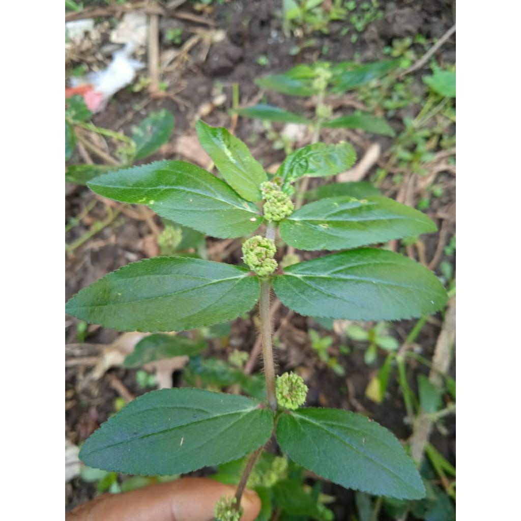 

Patikan kebo | patikan jawa | nanangkaan | gendong anak, 100gram segar