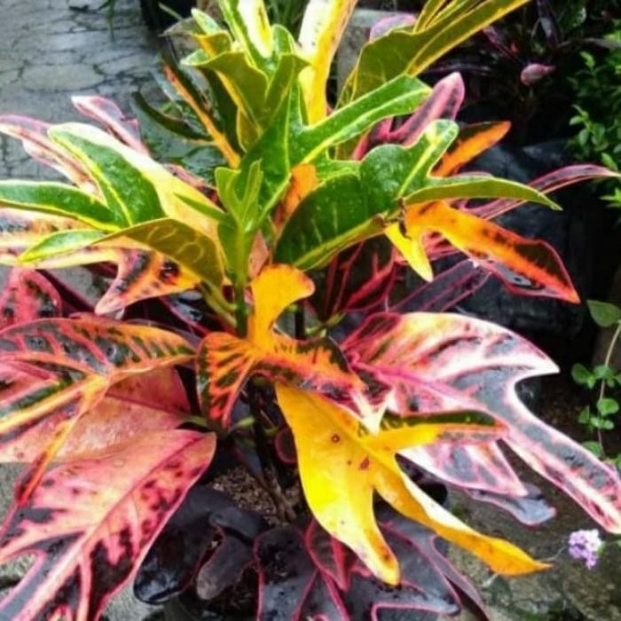 tanaman hias puring jet merah - pohon puring z