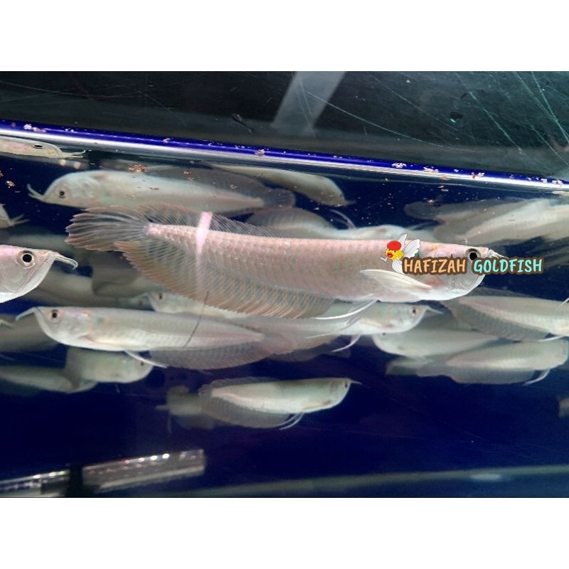 arwana silver red 15-17 cm arwana silver Brazil serat merah garansi pengiriman