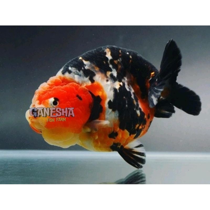 Ikan Hias Mas Koki Rancu Calico Sapi Grade A High Quality 8_10 CM