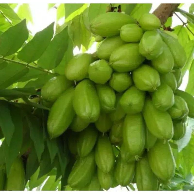 

[READY STOCK] Belimbing Wuluh segar 200gram / Belimbing Sayur Fresh 200gram