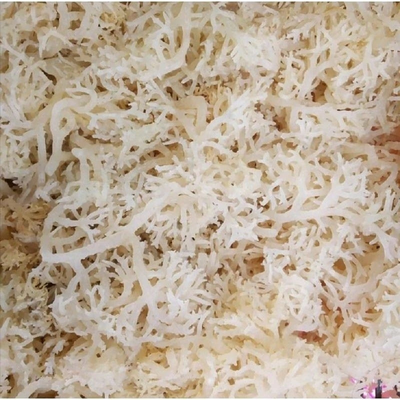 

Rumput Laut Kering Normal 1 Kg Putih Alami