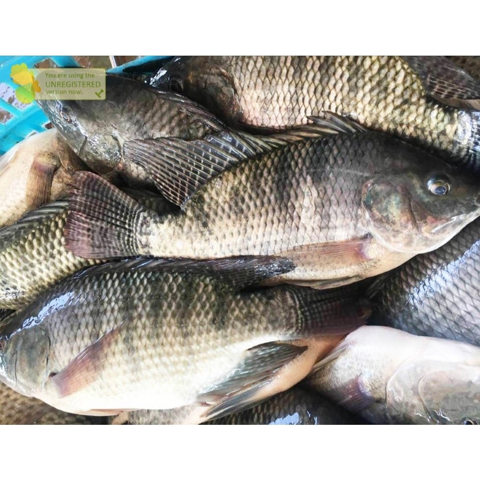 

Ikan Segar Konsumsi 1Kg Ikan Jaer Ikan Nila Hitam Segar Tilapia