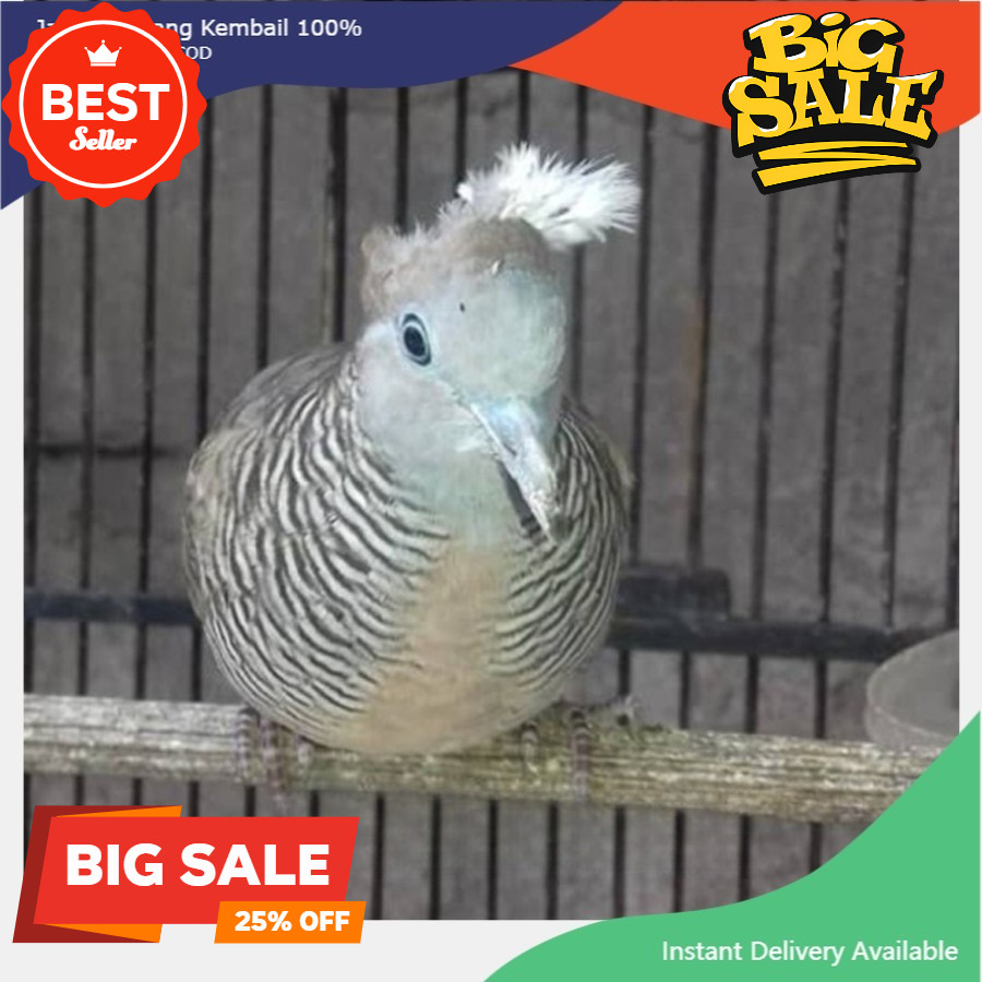 Burung Perkutut Lokal Jambul Katuranggan Songgo Ratu