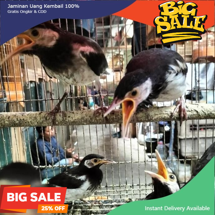 jalak suren anakan rawatan bagus