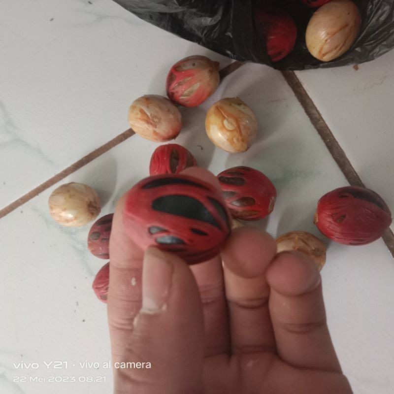 

buah pala basah segar terbaik belum di kupas