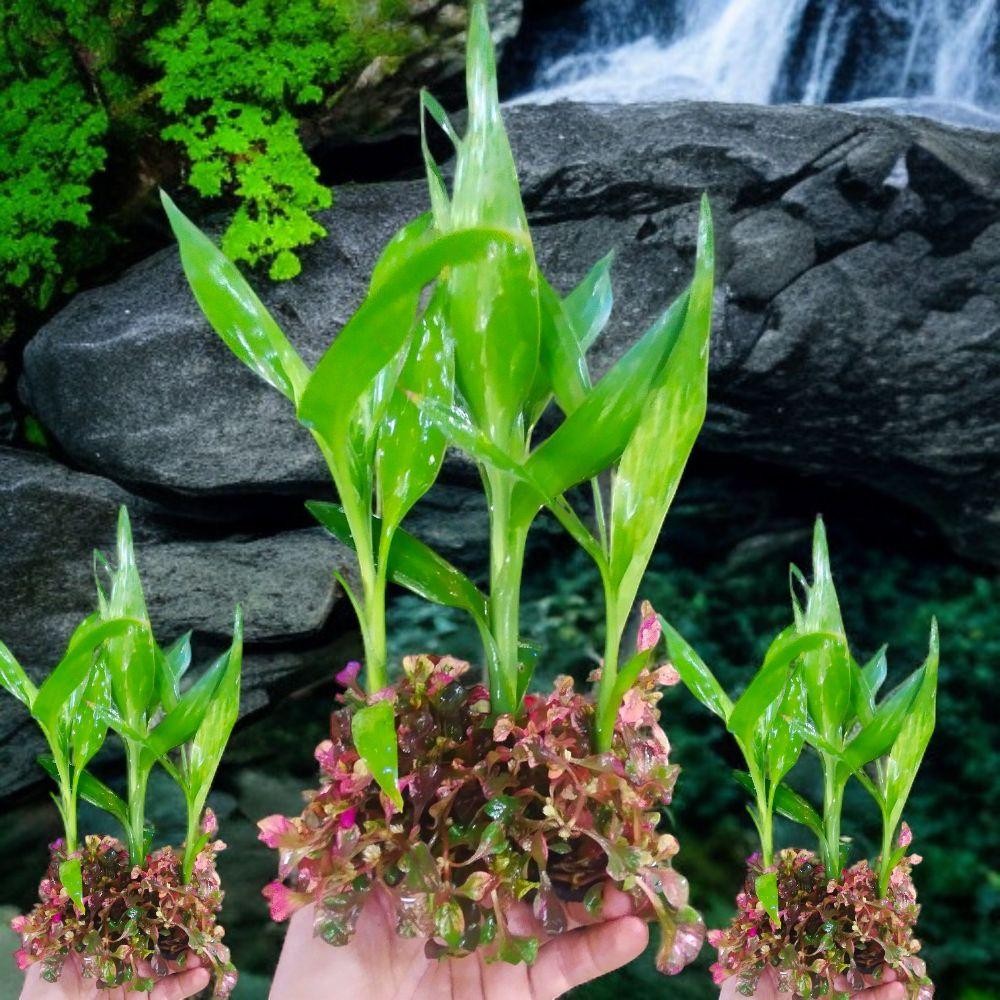 bambu hoki mix crokot merah untuk dekorasi aquascpe