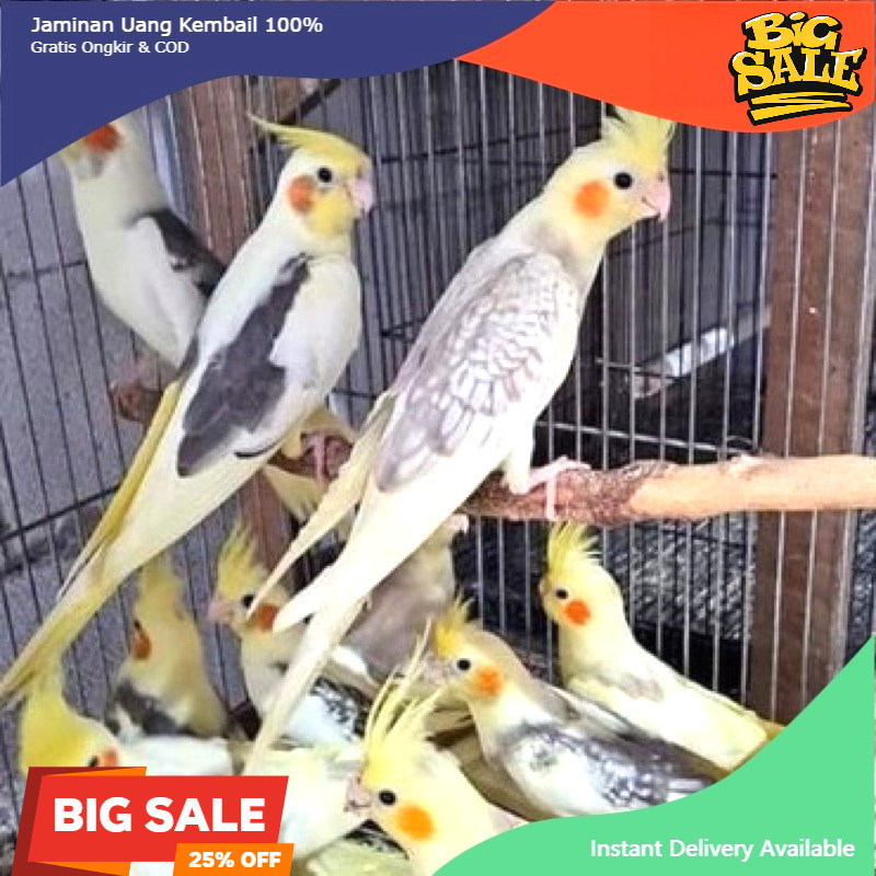 burung falk aneka warna pilihan rawatan istimewa parkit australia murah