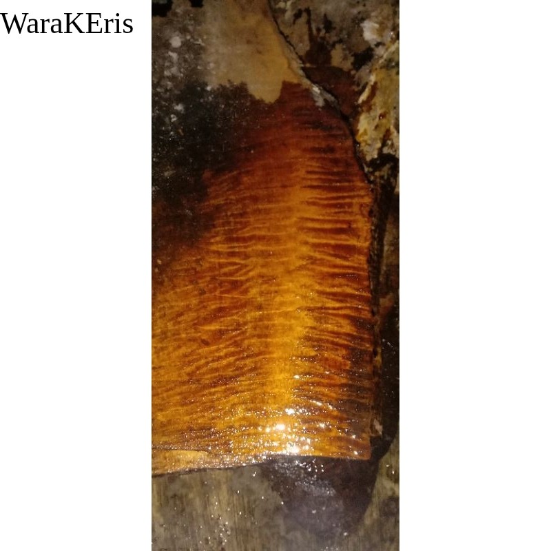 kayu mangga hutan/trembalu corak full WR3