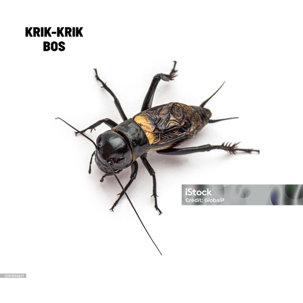 JANGKRIK ( SUPER BESAR ) ukuran besar JKK TERLARIS jangkrik super murah - jangkrik aduan - jangkrik 