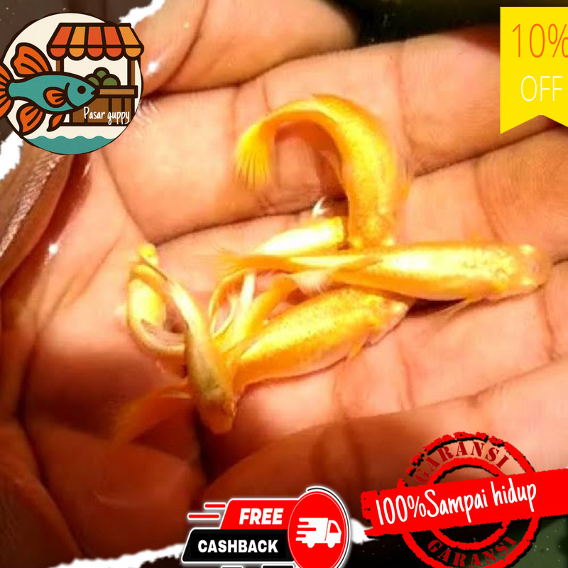 Hiasan aquarium Aksesoris aquariumsepasang guppy super gold siap bread