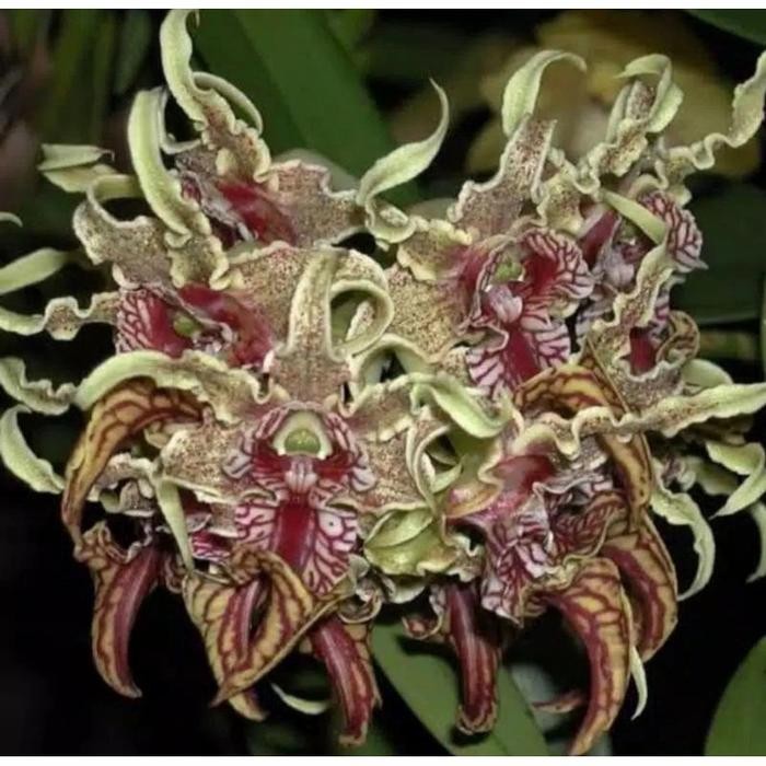 Anggrek Dendrobium Spectabile