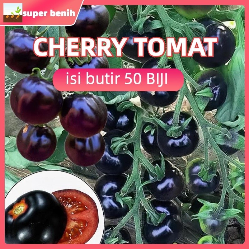 Pengiriman setiap hari benih TOMAT CERI HITAM black cherry tomato isi 50 biji bibit sayuran -benih b