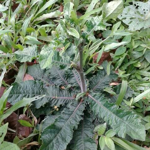 

herbal tapak lima segar