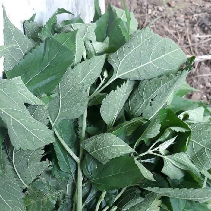 

Daun Marenggo atau Kirinyuh segar Berat 500 gram